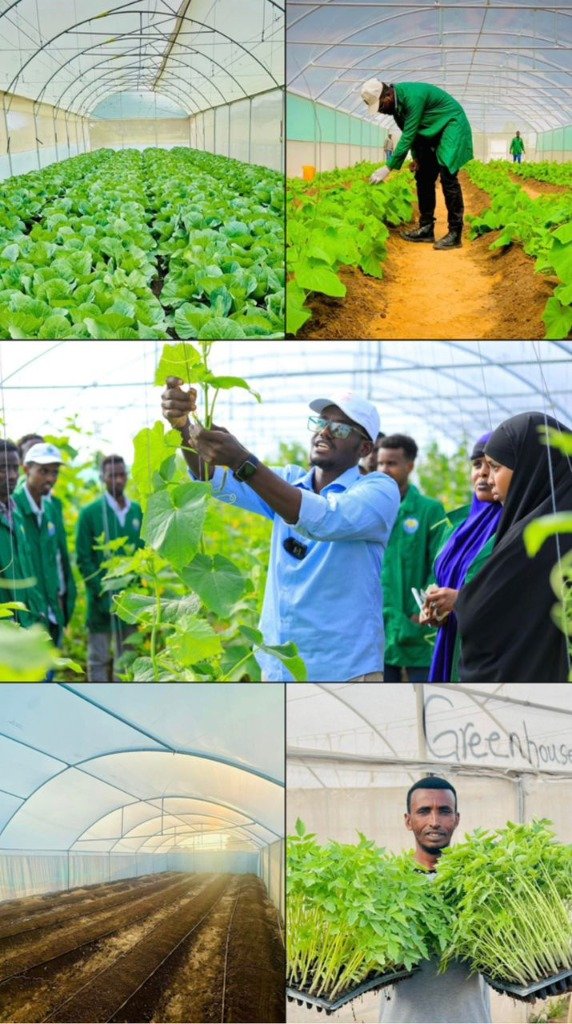 Deyr Greenhouse Installation & Training Project